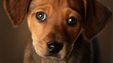 Doggy eyes. Things To Know About Doggy eyes. 